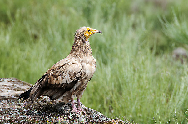 포토 JPG 해외이미지 동물 유럽 얼굴 야생동물 날개 아프리카 자연 조류 산 이집트 육류 사람없음 노란색 힘 바위 흰색 스페인 먹이 깃털 부리 육식동물 서식지 계산서 동물상 포식 해외202004 해외포토 나라 컬러 식재료 신체부위 조형물 돌_바위 생태계 파일형식 이미지허브