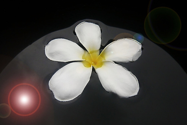 포토 JPG 해외이미지 식물 계절 꽃잎 꽃 선 분홍색 꽃다발 백그라운드 잎 꽃무늬 태국 자연 휴가 휴식 동양인 사람없음 야외 장식 초록색 물 빛 태양 노란색 정원 스파 봄 벚꽃 흰색 나뭇가지 신선 개화 다발 휴양지 향기 발리 내추럴 파라다이스 스타일 해외202004 해외포토 자연요소 나무 아시아 컬러 섬 컨셉 무늬 인종 장소 생태계 냄새 인도네시아 파일형식 이미지허브