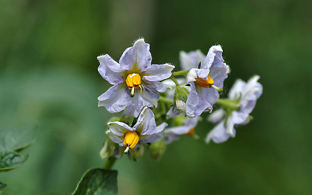 포토 JPG 해외이미지 식물 꽃 음식 백그라운드 잎 농업 채소 감자 사람없음 초록색 여름 농작물 컬러풀 농장 정원 농사 보라색 성장 벚꽃 흰색 시골 개화 유기농 내추럴 꽃수술 밭일 해외202004 해외포토 웰빙 계절 산업 컬러 파일형식 이미지허브