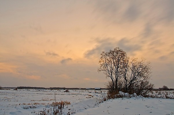 포토 JPG 해외이미지 나무 겨울 밭 사람없음 얼음 추위 해외202004 해외포토 자연요소 식물 계절 농업 파일형식 이미지허브