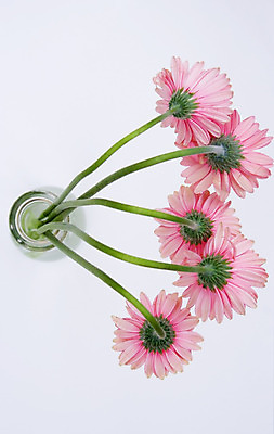 포토 JPG 해외이미지 식물 꽃 분홍색 함께함 사람없음 그룹 데이지 내추럴 해외202004 해외포토 컬러 컨셉 파일형식 이미지허브