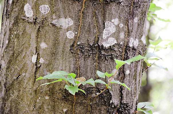 포토 JPG 해외이미지 나무 식물 백그라운드 패턴 자연 표면 날씨 추상 프레임 건조 사람없음 목재 빨간색 세로 갈색 환경 껍질 소나무 거친 보호 숲 낟알 피부 묘사 질감 나무껍질 섬유 내추럴 그런지 삼나무 수목 엘리먼트 옛날 울퉁불퉁 노화 해외202004 해외포토 컬러 컨셉 무늬 재료 신체부위 직물 생태계 파일형식 이미지허브