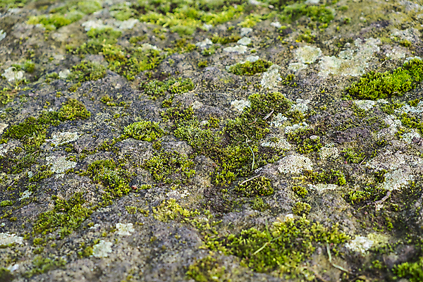 포토 JPG 해외이미지 식물 백그라운드 날씨 이끼 사람없음 야외 환경 닫기 질감 땅바닥 해외202004 해외포토 모션 바닥 파일형식 이미지허브