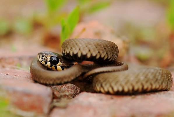 포토 JPG 해외이미지 동물 응시 파충류 자연 사람없음 가을 바위 독약 뱀 위험 꼬리 시력 땅바닥 적 해외202004 해외포토 시선 계절 컨셉 바닥 돌_바위 생태계 파일형식 이미지허브
