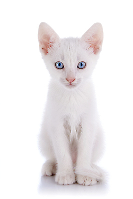 포토 JPG 해외이미지 동물 척추동물 장난 포유류 자연 수염 털 사람없음 반려동물 농장 고양이 줄무늬 우정 흰색 아기 작음 오브젝트 호기심 꼬리 귀 육식동물 얼룩무늬 솜털 집게발 해외202004 해외포토 감정 컬러 컨셉 무늬 농업 사람 신체부위 친구 크기 생태계 파일형식 이미지허브