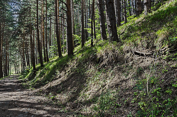 포토 JPG 해외이미지 나무 식물 계절 길 줄기 백그라운드 자연 불꽃 산 풍경 사람없음 야외 목재 초록색 빛 햇빛 하이킹 성장 가을 나뭇가지 신선 소나무 숲 큼 생태계 불가리아 해외202004 해외포토 컬러 재료 불 레저 태양 크기 파일형식 남유럽 이미지허브