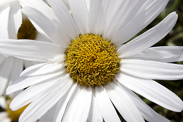 포토 JPG 해외이미지 식물 계절 공원 꽃잎 꽃 줄기 백그라운드 잎 밭 자연 건강 사람없음 야외 초록색 여름 약 농장 노란색 새싹 정원 봄 성장 벚꽃 흰색 시골 신선 그룹 허브 묘사 싱글 에코 원예 데이지 아일랜드 내추럴 고립 밭일 캐모마일 해외202004 해외포토 공공시설 유럽 컬러 농업 의학 취미 환경 생태계 파일형식 이미지허브