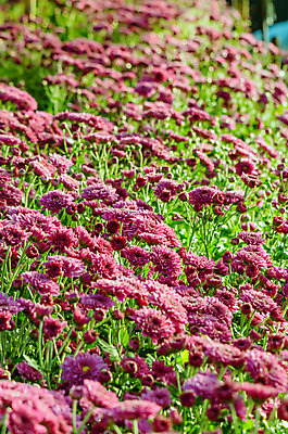 포토 JPG 해외이미지 식물 꽃 산업 아시아 분홍색 잎 꽃무늬 밭 농업 태국 자연 국화 사람없음 야외 빨간색 초록색 햇빛 농장 농경지 새싹 정원 활발 성장 벚꽃 신선 그룹 자주색 다발 데이지 정사각형 내추럴 강렬 많음 해외202004 해외포토 도형 나라 컬러 컨셉 무늬 태양 생태계 파일형식 이미지허브