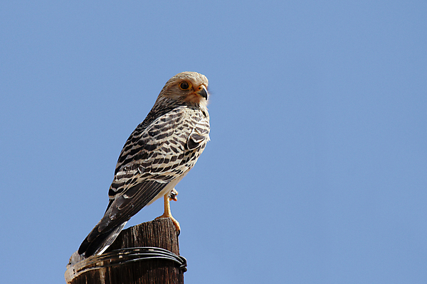포토 JPG 해외이미지 동물 야생동물 아프리카 자연 조류 하늘 사람없음 갈색 회색 부리 봉 계산서 돛대 나미비아 해외202004 해외포토 나라 컬러 생태계 남아프리카 파일형식 이미지허브