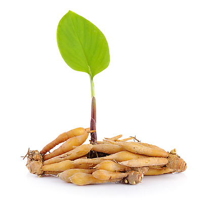 포토 JPG 해외이미지 식물 음식 백그라운드 채소 재료 손가락 태국 자연 건강 요리 사람없음 약 갈색 노란색 흰색 신선 양념 허브 향신료 유기농 질감 날것 뿌리 내추럴 고립 해외202004 해외포토 손 웰빙 아시아 컬러 의학 생태계 향미료 파일형식 이미지허브