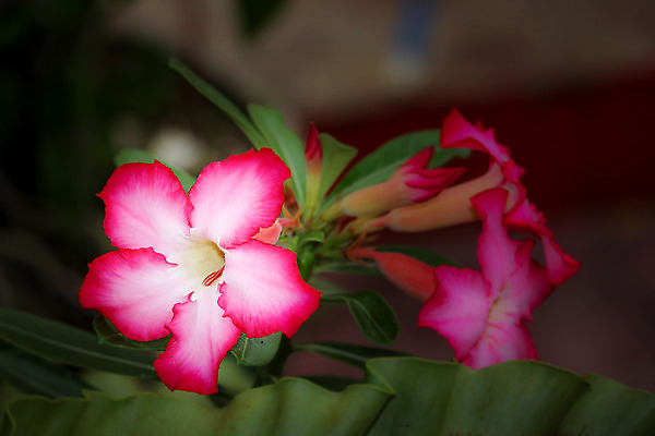 포토 JPG 해외이미지 나무 식물 꽃잎 꽃 분홍색 백그라운드 꽃무늬 자연 사람없음 빨간색 초록색 컬러풀 장미 정원 사막 성장 벚꽃 내추럴 해외202004 해외포토 컬러 무늬 생태계 파일형식 이미지허브