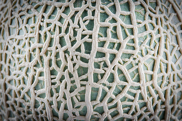 포토 JPG 해외이미지 식물 음식 백그라운드 채소 과일 자연 추상 사람없음 가로 노란색 껍질 흰색 신선 그물 황금 닫기 달콤 멜론 피부 순수 묘사 질감 날것 아로마 내추럴 채식주의자 해외202004 해외포토 컬러 컨셉 무늬 모션 신체부위 맛 생태계 채식 파일형식 이미지허브