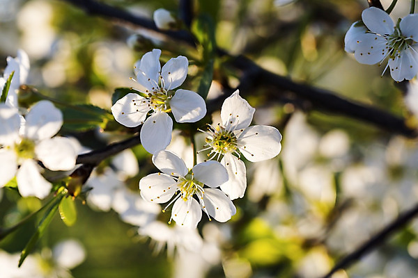 포토 JPG 해외이미지 나무 식물 계절 꽃잎 꽃 잎 꽃무늬 자연 새로움 사람없음 장식 초록색 환경 정원 봄 성장 벚꽃 흰색 나뭇가지 신선 개화 체리 묘사 내추럴 해외202004 해외포토 컬러 컨셉 무늬 과일 생태계 파일형식 이미지허브