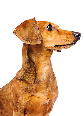 포토 JPG 해외이미지 응시 사람없음 옆모습 반려동물 소시지 개 강아지 닥스훈트 해외202004 해외포토 동물 시선 뷰포인트 포유류 가공식품 파일형식 이미지허브