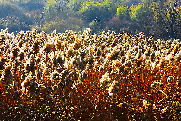 포토 JPG 해외이미지 나무 식물 계절 줄기 백그라운드 자연 바람 거리 건조 갈대 씨앗 풍경 잔디 사람없음 빨간색 초록색 빛 햇빛 노란색 안개 가을 최고 잡초 그룹 습지 저녁 소프트포커스 반대 혼란 해외202004 해외포토 자연요소 컬러 컨셉 날씨 촬영기법 태양 야간 생태계 파일형식 이미지허브