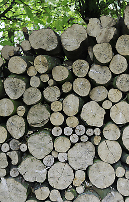 포토 JPG 해외이미지 나무 벽 백그라운드 패턴 자연 사람없음 목재 갈색 쌓기 거친 숲 질감 잡동사니 내추럴 수목 해외202004 해외포토 식물 컬러 무늬 재료 모션 생태계 파일형식 이미지허브