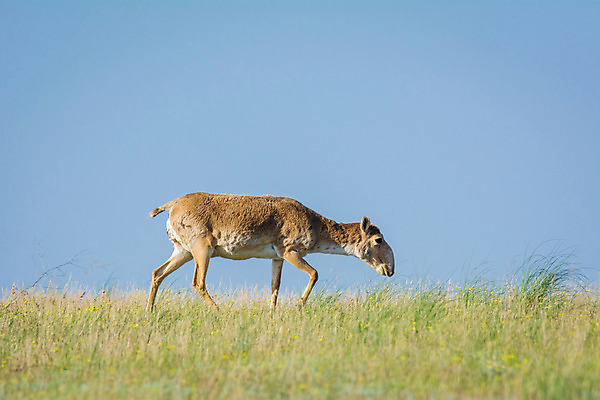 포토 JPG 해외이미지 동물 여자 남자 야생동물 포유류 자연 뿔 풍경 사람없음 뜨거움 군중 갈증 러시아 영양 가뭄 러시아인 스텝 해외202004 해외포토 서양인 유럽 날씨 사람 생태계 파일형식 이미지허브