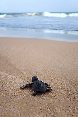 포토 JPG 해외이미지 동물 아시아 도로 야생동물 모래 바다 섬 파충류 자연 새로움 사람없음 걷기 검은색 거품 아기 신생아 생일 구출 거북이 작음 검색 시작 멸종 기어가기 스리랑카 열대기후 인내 취급주의 해외202004 해외포토 기념일 나라 길 컬러 컨셉 교통시설 모션 경고 사람 도움 크기 생태계 파일형식 이미지허브