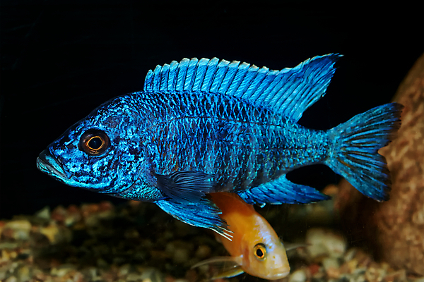 포토 JPG 해외이미지 동물 얼굴 포즈 자연 어류 미술 사람없음 장식 파란색 컬러풀 검은색 흰색 공작 수족관 내추럴 고립 루비 말라위 민물 해외202004 해외포토 컬러 조류 문화예술 신체부위 수중동물 보석 생태계 파일형식 이미지허브