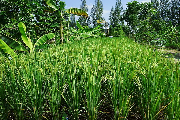 포토 JPG 해외이미지 나무 식물 구름 포스터 음식 줄기 여행 백그라운드 잎 겨울 꽃무늬 농업 비즈니스 가족 태국 밥 아침 휴가 건강 사람없음 야외 초록색 여름 농작물 농장 봄 달력 성장 나뭇가지 시골 신선 아침식사 숲 먹기 논밭 해외202004 해외포토 주간 자연요소 계절 꽃 산업 아시아 컬러 무늬 밭 관계 모션 논 식사 파일형식 이미지허브