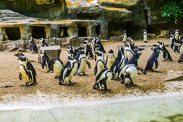 포토 JPG 해외이미지 동물 여자 남자 바다 분홍색 섬 가족 발 아프리카 조류 동물원 종류 서기 사람없음 물 반려동물 검은색 흰색 그룹 펭귄 멸종 계산서 식민지 이국적 해외202004 해외포토 자연요소 나라 컬러 관계 모션 사람 신체부위 파일형식 이미지허브