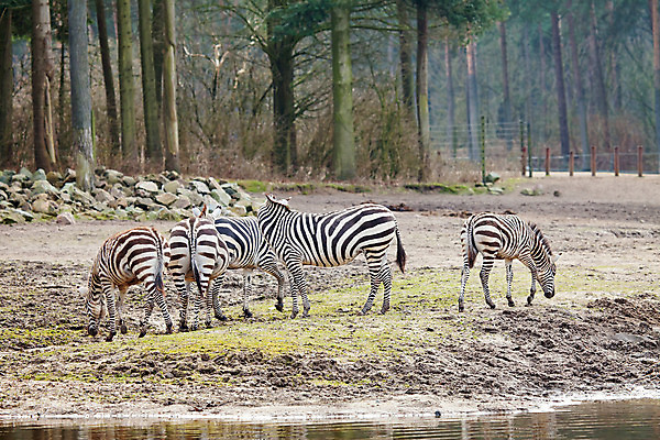 포토 JPG 해외이미지 동물 공원 야생동물 포유류 자연 동물원 사람없음 세트 검은색 줄무늬 흰색 그룹 황무지 다발 사파리 얼룩말 해외202004 해외포토 공공시설 컬러 무늬 말_동물 생태계 파일형식 이미지허브