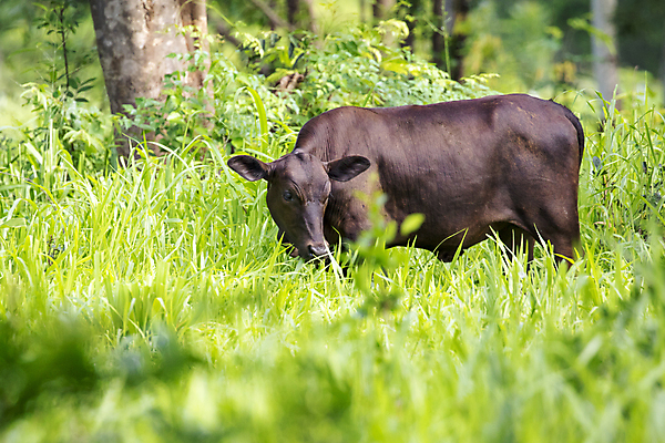 포토 JPG 해외이미지 동물 1 산업 백그라운드 컨셉 밭 농업 비즈니스 포유류 자연 생물 뿔 건강 풍경 성인 사람없음 초록색 여름 빛 농장 농경지 갈색 머리 환경 검은색 가축 봄 소고기 우유 시골 신선 소 방목 땅 고립 밭일 해외202004 해외포토 계절 컬러 유제품 육류 사람 신체부위 축산업 생태계 파일형식 이미지허브