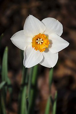 포토 JPG 해외이미지 식물 계절 꽃잎 꽃 백그라운드 자연 사람없음 햇빛 태양 노란색 정원 맑음 봄 벚꽃 시간 개화 닫기 큼 과수원 묘사 수선화 내추럴 해외202004 해외포토 자연요소 컬러 농업 모션 날씨 크기 생태계 파일형식 이미지허브