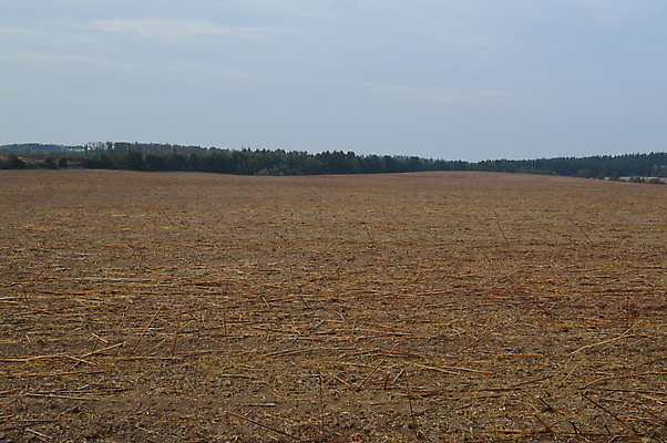포토 JPG 해외이미지 식물 꽃 산업 문화 줄기 밭 농업 해바라기 씨앗 사람없음 경제 농작물 수확 시골 버터 밭일 해외202004 해외포토 파일형식 이미지허브