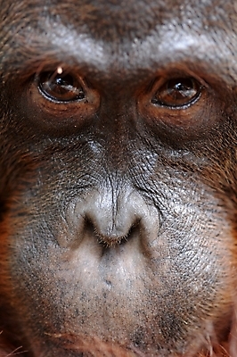 포토 JPG 해외이미지 동물 척추동물 응시 남자 아시아 얼굴 야생동물 새끼 포유류 청소년 자연 털 종류 성인 사람없음 갈색 숲 열대우림 먹기 인도네시아 슛 유인원 원시시대 말레이시아 배려 인구 지능 테마 해외202004 해외포토 시선 나라 컬러 모션 사람 신체부위 역사 생태계 파일형식 이미지허브