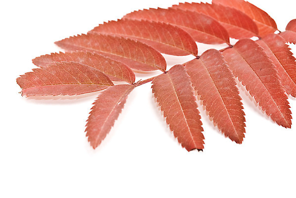 포토 JPG 해외이미지 나무 디자인 계절 공원 백그라운드 잎 패턴 자연 사람없음 장식 정원 카펫 덮개 가을 흰색 나뭇가지 떨어짐 관목 시트 수목 해외202004 해외포토 식물 공공시설 컬러 컨셉 무늬 뚜껑 생태계 파일형식 이미지허브