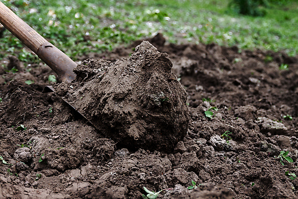 포토 JPG 해외이미지 나무 식물 손 꽃 지구 백그라운드 잎 농업 채소 자연 관리 손잡이 사람 취미 사람없음 야외 초록색 농장 환경 금속 정원 흙 봄 장비 성장 공구 잡기 업무 모종삽 삽 유기농 원예 먼지 스쿼시 내추럴 땅바닥 땅파기 모종 밭일 원예사 해외202004 해외포토 직업 웰빙 계절 산업 스포츠 컬러 모션 재질 바닥 신체부위 구기 도구 작업 생태계 파일형식 이미지허브