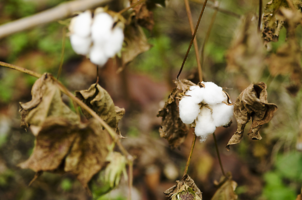 포토 JPG 해외이미지 식물 꽃 줄기 백그라운드 십자가 농업 공 자연 사람없음 초록색 농장 환경 성장 흰색 나뭇가지 직물 면 닫기 관목 순수 유기농 질감 날것 부드러움 섬유 솜털 내추럴 알레르기 숙성 여의주 세련 해외202004 해외포토 나무 웰빙 산업 컬러 컨셉 모션 감각 질병 생태계 파일형식 이미지허브