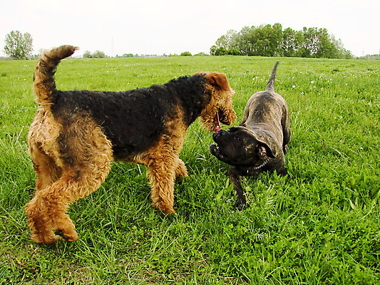 포토 JPG 해외이미지 식물 동물 공원 자연 놀이 함께함 사람없음 야외 초록색 여름 반려동물 갈색 가축 개 송곳니 동물상 유래 해외202004 해외포토 계절 공공시설 컬러 컨셉 포유류 조형물 치아 생태계 파일형식 이미지허브
