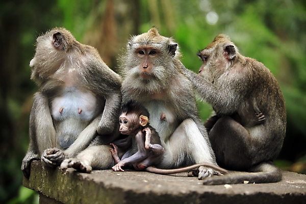 포토 JPG 해외이미지 동물 여자 얼굴 어린이 가족 청소년 엄마 동물원 사람없음 활발 원숭이 표현 작음 열대우림 먹기 그네 발리 인도네시아 멸종 유인원 원시시대 말레이시아 배려 해외202004 해외포토 아시아 섬 컨셉 포유류 관계 모션 사람 신체부위 역사 숲 크기 파일형식 이미지허브