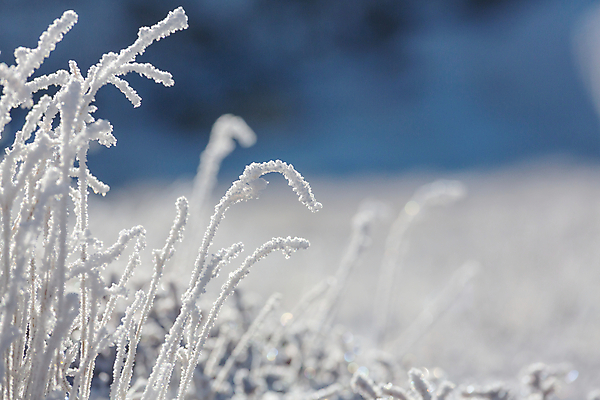포토 JPG 해외이미지 식물 전통 계절 백그라운드 크리스마스 겨울 자연 휴가 스키 산 그림자 풍경 사람없음 야외 파란색 빛 햇빛 맑음 얼음 추위 덮개 백발 흰색 황무지 작음 시원함 12월 크리스탈 서리 장면 1월 눈내림 해외202004 해외포토 자연요소 헤어스타일 기념일 컬러 날씨 겨울스포츠 눈_날씨 태양 뚜껑 날짜 크기 광석 생태계 파일형식 이미지허브