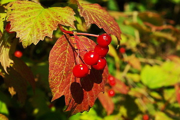 포토 JPG 해외이미지 나무 식물 계절 열매 백그라운드 잎 과일 자연 사람없음 빨간색 초록색 빛 약 장미 정원 가을 나뭇가지 작음 내추럴 숙성 해외202004 해외포토 꽃 컬러 의학 크기 생태계 파일형식 이미지허브