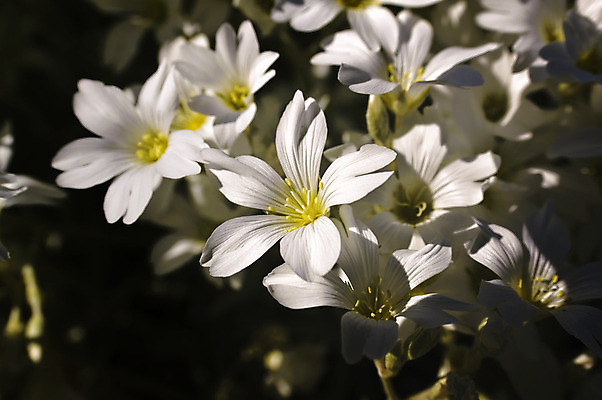 포토 JPG 해외이미지 식물 꽃 유럽 자연 북유럽 노르웨이 풍경 사람없음 야외 스칸디나비아 해외202004 해외포토 나라 생태계 파일형식 이미지허브