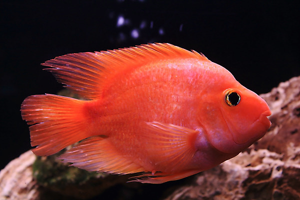 포토 JPG 해외이미지 동물 오렌지 모션 자연 어류 사람없음 물 반려동물 수중 수영 희망 침묵 자유 액체 사발 황금 고독 어항 눈금 꼬리 금붕어 탱크 수족관 잉어 해외202004 해외포토 자연요소 감정 컨셉 과일 수중동물 소리 수상스포츠 사기그릇 생태계 파일형식 이미지허브