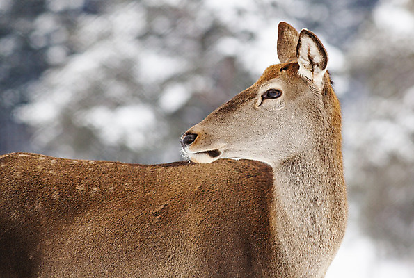 포토 JPG 해외이미지 나무 동물 계절 여자 남자 유럽 야생동물 백그라운드 겨울 밭 포유류 자연 털 사람없음 야외 목재 초록색 갈색 머리 환경 달러 냉동 얼음 추위 흰색 숲 꼬리 사냥 서리 서식지 동물상 아기사슴 암사슴 폭설 눈내림 해외202004 해외포토 자연요소 식물 나라 새끼 컬러 돈 농업 재료 사슴 눈_날씨 사람 신체부위 조형물 암컷 자연재해 생태계 파일형식 이미지허브