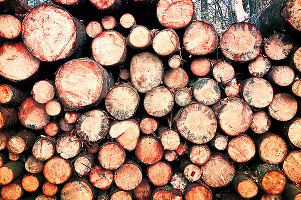 포토 JPG 해외이미지 나무 식물 산업 겨울 부분 자연 불 산 주택 사람없음 야외 목재 옆모습 가로 갈색 노란색 쌓기 환경 블록 반지 원형 주식 숲 장작 준비 통나무 위치 자원 잡동사니 흙더미 내추럴 방법 벌목 수목 옛날 중고 생존 해외202004 해외포토 자연요소 도형 계절 뷰포인트 컬러 재료 장신구 모션 건물 금융 흙 생태계 파일형식 더미 이미지허브