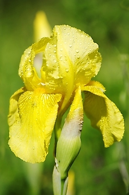 포토 JPG 해외이미지 식물 공원 꽃잎 꽃 자연 사람없음 야외 초록색 여름 정원 봄 벚꽃 붓꽃 해외202004 해외포토 계절 공공시설 컬러 생태계 파일형식 이미지허브