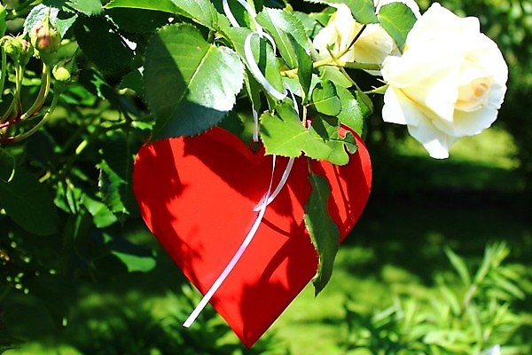 포토 JPG 해외이미지 식물 꽃 결혼 백그라운드 잎 꽃무늬 자연 발렌타인데이 사랑 사람없음 빨간색 정원 봄 벚꽃 하트 엽서 해외202004 해외포토 모양 계절 감정 컬러 무늬 데이이벤트 이벤트 편지 생태계 파일형식 이미지허브