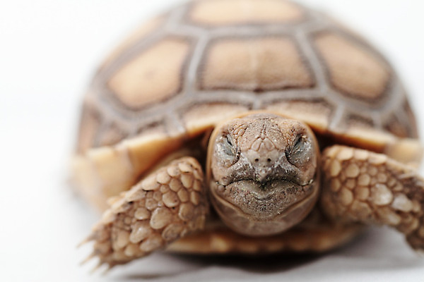 포토 JPG 해외이미지 동물 응시 야생동물 파충류 자연 사람없음 초록색 반려동물 갈색 껍질 흰색 아기 거북이 만족 멸종 느림 갑옷 내추럴 기어가기 고립 이국적 채식주의자 초식 해외202004 해외포토 시선 감정 컬러 모션 사람 보호장비 생태계 채식 파일형식 이미지허브