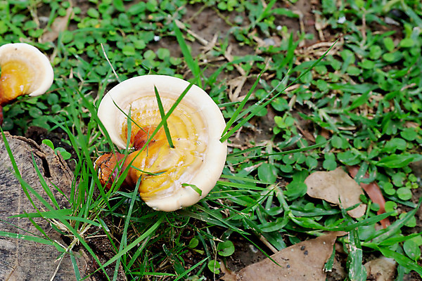 포토 JPG 해외이미지 나무 식물 계절 음식 백그라운드 겨울 패턴 다이어트 채소 오렌지 재료 자연 선반 건강 이끼 동양인 사람없음 여름 갈색 노란색 버섯 가을 죽음 신선 숲 묘사 질감 내추럴 곰팡이 식용 캡모자 세련 해외202004 해외포토 모자_잡화 컬러 가구 무늬 과일 인종 생태계 파일형식 이미지허브