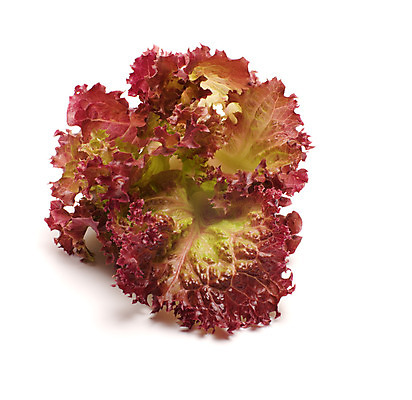 포토 JPG 해외이미지 식물 음식 백그라운드 잎 다이어트 채소 재료 건강 식이요법 사람없음 초록색 농작물 식사 샐러드 수확 흰색 신선 상품 상추 유기농 날것 내추럴 고립 생식 숙성 채식주의자 해외202004 해외포토 웰빙 컬러 농업 채식 파일형식 이미지허브