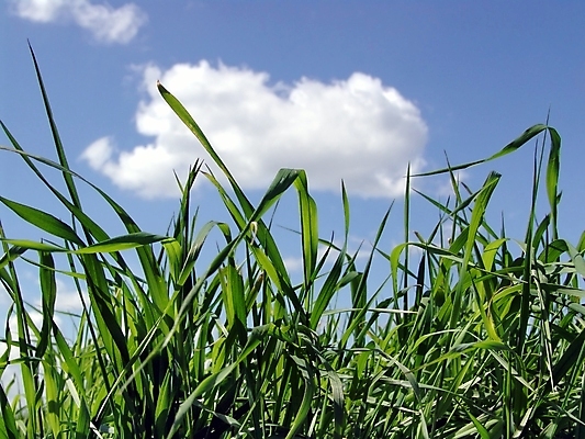 포토 JPG 해외이미지 식물 구름 계절 실루엣 백그라운드 잎 자연 벽지 하늘 풍경 사람없음 야외 초록색 여름 파란색 덮개 흰색 허브 만족 질감 부드러움 천국 해외202004 해외포토 자연요소 감정 컬러 촬영기법 뚜껑 감각 생태계 파일형식 이미지허브