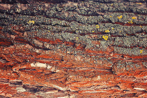 포토 JPG 해외이미지 나무 디자인 선 벽 백그라운드 패턴 자연 표면 날씨 추상 건조 사람없음 목재 초록색 갈색 소나무 거친 균열 널 숲 피부 묘사 사인 질감 나무껍질 잡동사니 내추럴 수목 옛날 노화 해외202004 해외포토 식물 컬러 컨셉 무늬 재료 모션 신체부위 껍질 생태계 파일형식 이미지허브