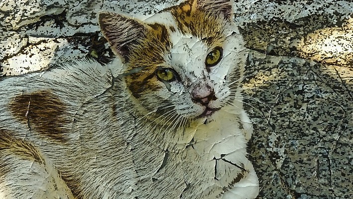 포토 JPG 해외이미지 동물 디자인 응시 얼굴 백그라운드 포유류 벽지 털 사람없음 야외 반려동물 갈색 디지털 고양이 흰색 만화 스케치 모피 버리기 콧수염 그림 귀 솜털 스타일 효과 해외202004 해외포토 시선 컬러 모션 수염 미술 신체부위 파일형식 이미지허브