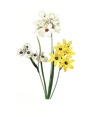 JPG 해외이미지 식물 꽃 꽃다발 일러스트 붓터치 수채화 사람없음 들꽃 그림 번짐 해외202004 해외일러스트 파일형식 효과 이미지허브